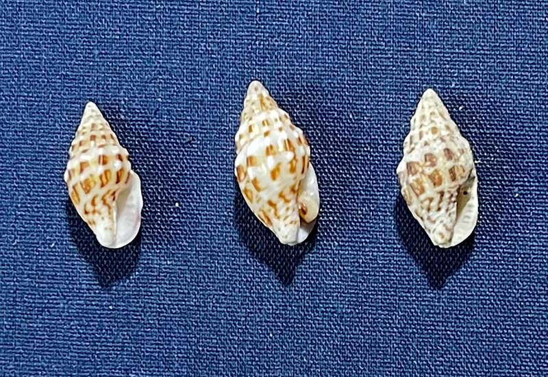 ボサツガイ（菩薩貝） | 由比ヶ浜貝殻図鑑
