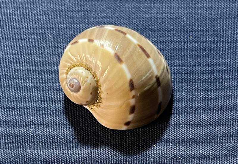 フロガイ（風炉貝） | 由比ヶ浜貝殻図鑑