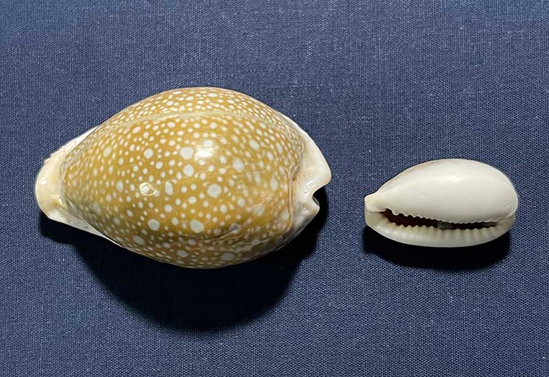 タカラガイ、貝殻、ウスグモダカラ タカラガイ科｜貝殻標本店「F]
