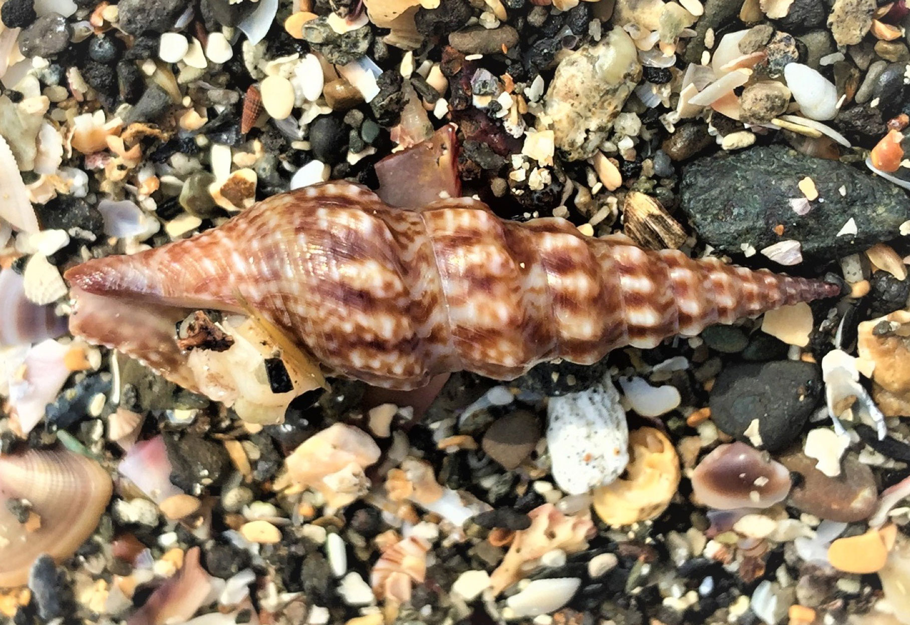 ミガキモミジボラ(磨紅葉法螺) 由比ヶ浜貝殻図鑑