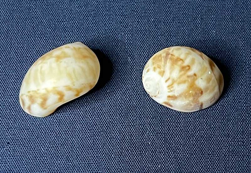 ネズミガイ（鼠貝） | 由比ヶ浜貝殻図鑑