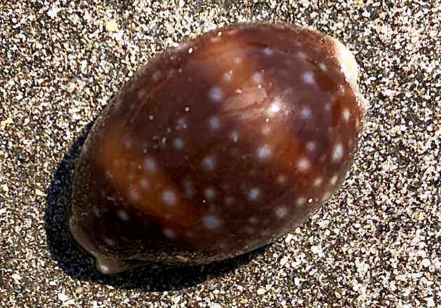 ハツユキダカラ（初雪宝） | 由比ヶ浜貝殻図鑑